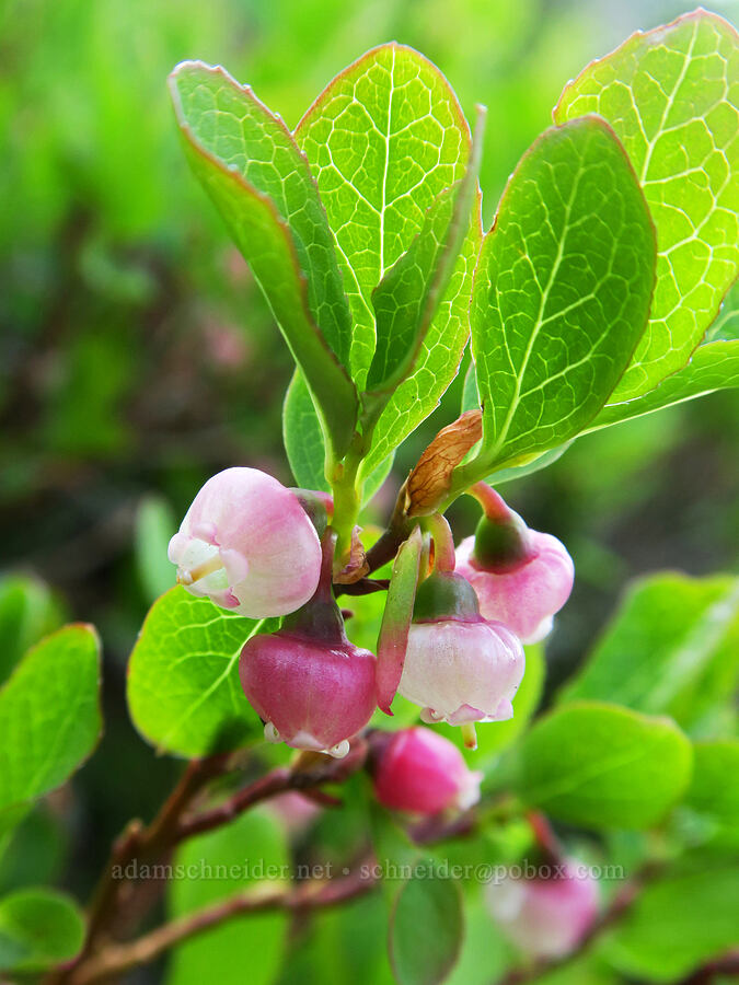 Cascades blueberry flowers (Vaccinium deliciosum) [Pacific Crest Trail, Okanogan-Wenatchee National Forest, Okanogan County, Washington]