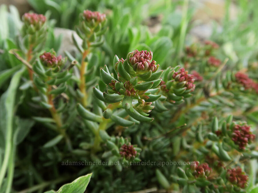 rose-root, budding (Rhodiola integrifolia) [Pacific Crest Trail, Okanogan-Wenatchee National Forest, Okanogan County, Washington]