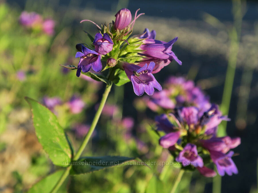 Cascade penstemon (Penstemon serrulatus) [Forest Road 5400, Okanogan-Wenatchee National Forest, Okanogan County, Washington]