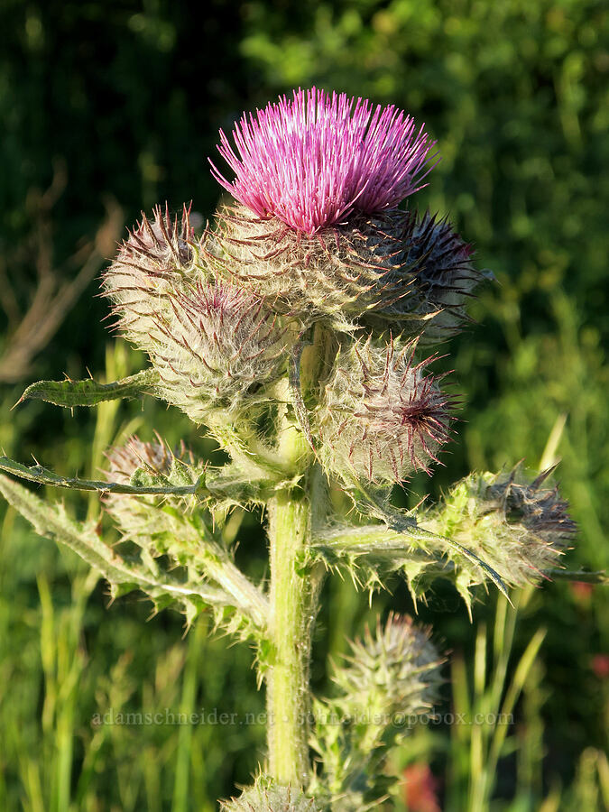 edible thistle (Cirsium edule) [Forest Road 5400, Okanogan-Wenatchee National Forest, Okanogan County, Washington]