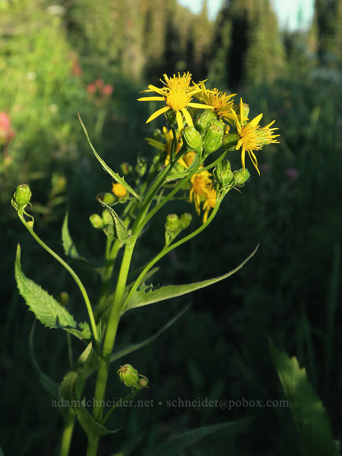 arrow-leaf groundsel (Senecio triangularis) [Forest Road 5400, Okanogan-Wenatchee National Forest, Okanogan County, Washington]