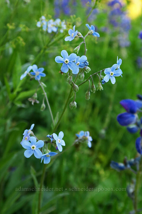 blue stickseed (Hackelia micrantha (Hackelia jessicae)) [Forest Road 5400, Okanogan-Wenatchee National Forest, Okanogan County, Washington]