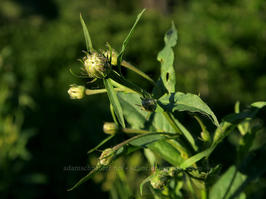 Engelmann's aster, budding (Doellingeria engelmannii (Eucephalus engelmannii) (Aster engelmannii)) [Forest Road 5400, Okanogan-Wenatchee National Forest, Okanogan County, Washington]