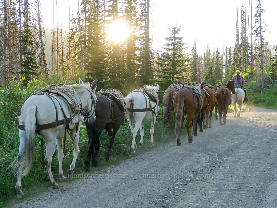 horse train [Forest Road 5400, Okanogan-Wenatchee National Forest, Okanogan County, Washington]