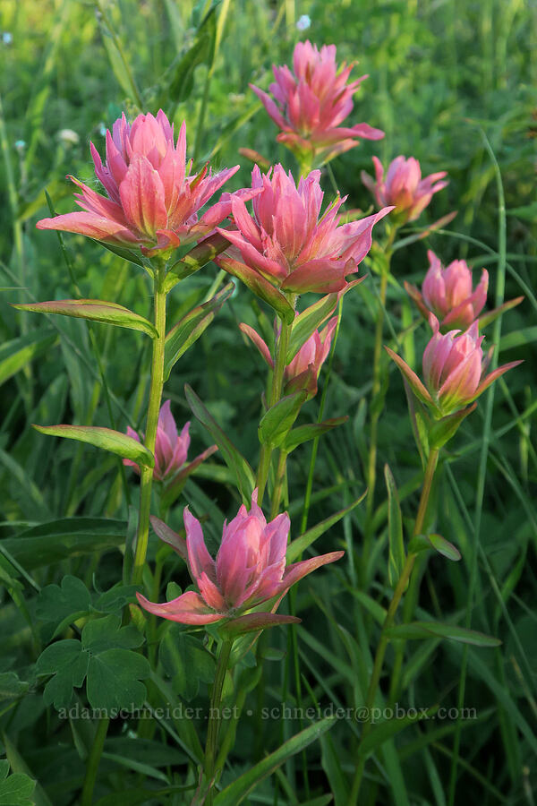 pink paintbrush (Castilleja miniata) [Forest Road 5400, Okanogan-Wenatchee National Forest, Okanogan County, Washington]