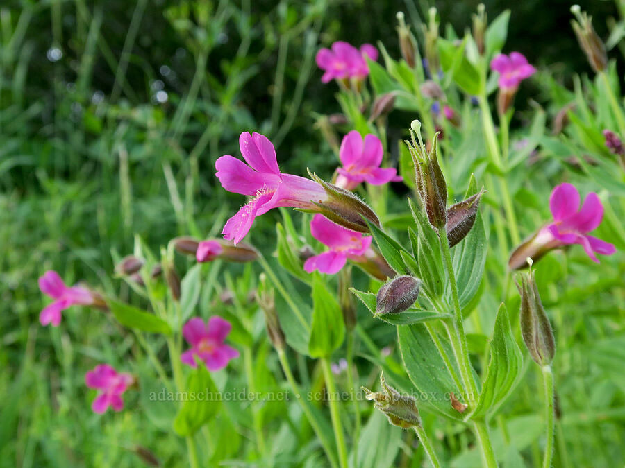 Lewis' monkeyflower (Erythranthe lewisii (Mimulus lewisii)) [Forest Road 5400, Okanogan-Wenatchee National Forest, Okanogan County, Washington]