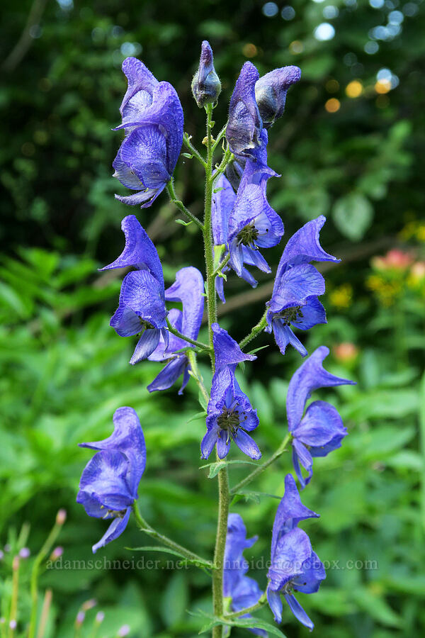 monkshood (Aconitum columbianum) [Forest Road 5400, Okanogan-Wenatchee National Forest, Okanogan County, Washington]