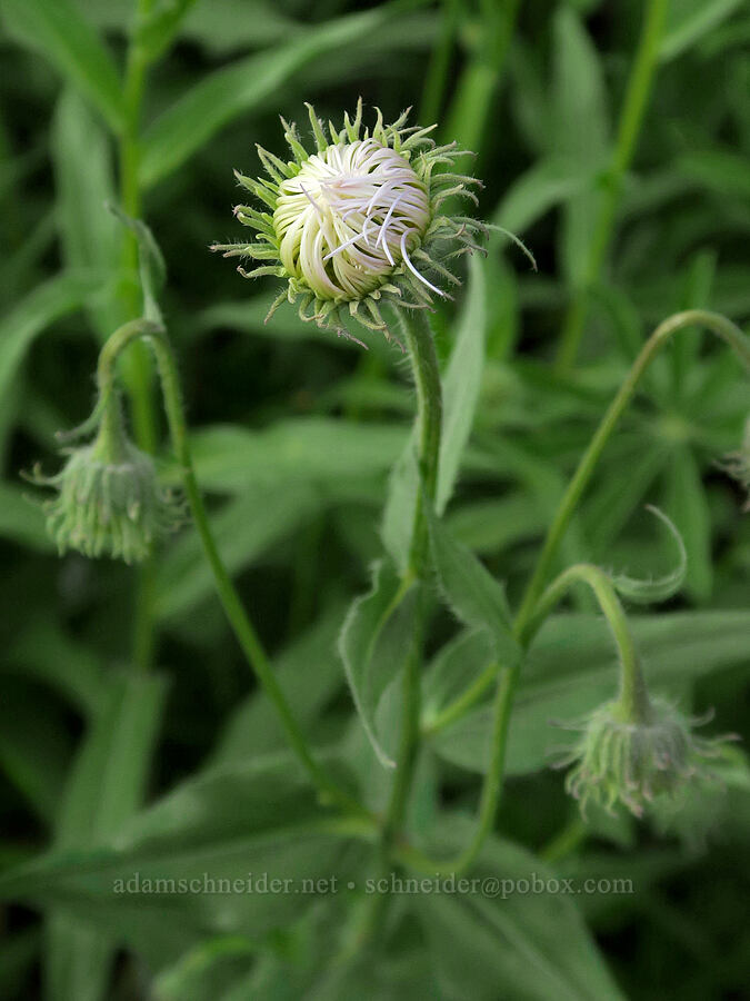 showy fleabane, budding (Erigeron speciosus) [Forest Road 5400, Okanogan-Wenatchee National Forest, Okanogan County, Washington]