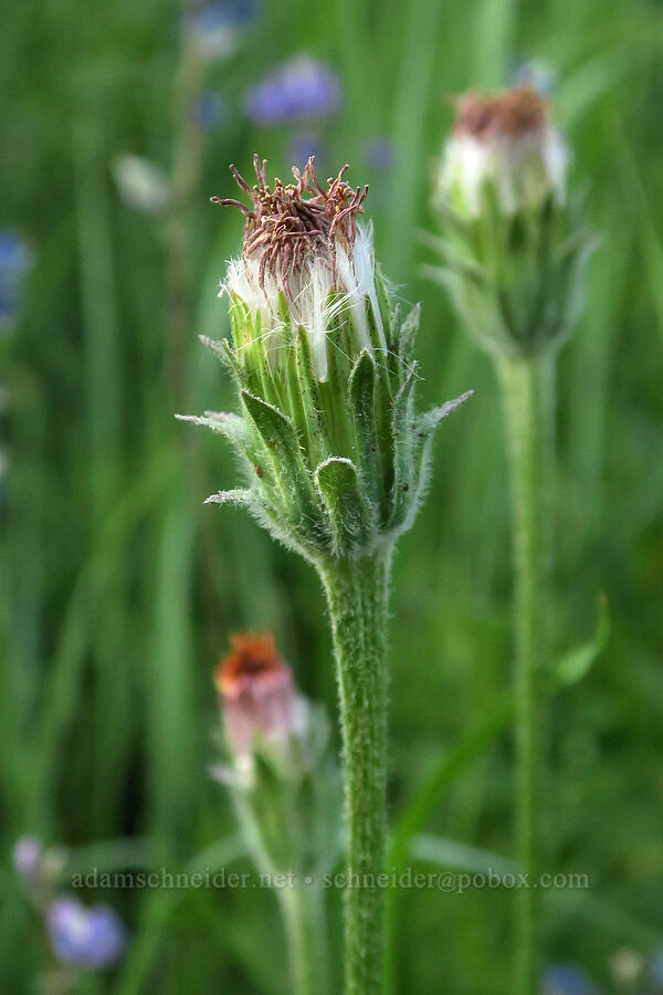 orange agoseris, gone to seed (Agoseris aurantiaca) [Forest Road 5400, Okanogan-Wenatchee National Forest, Okanogan County, Washington]