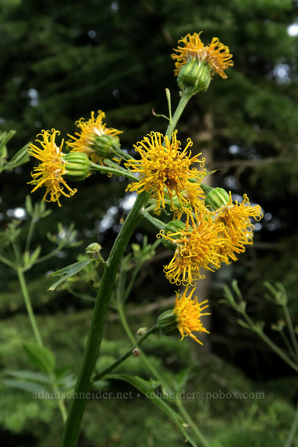 silver-crown luina (Cacaliopsis nardosmia (Cacalia nardosmia)) [Forest Road 5400, Okanogan-Wenatchee National Forest, Okanogan County, Washington]