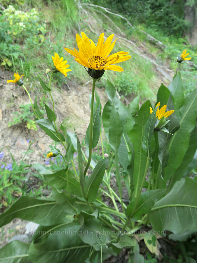 northern mule's-ears (Wyethia amplexicaulis) [Forest Road 5400, Okanogan-Wenatchee National Forest, Okanogan County, Washington]