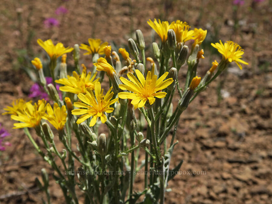 hawksbeard (Crepis sp.) [Forest Road 3615, Fremont-Winema National Forest, Lake County, Oregon]