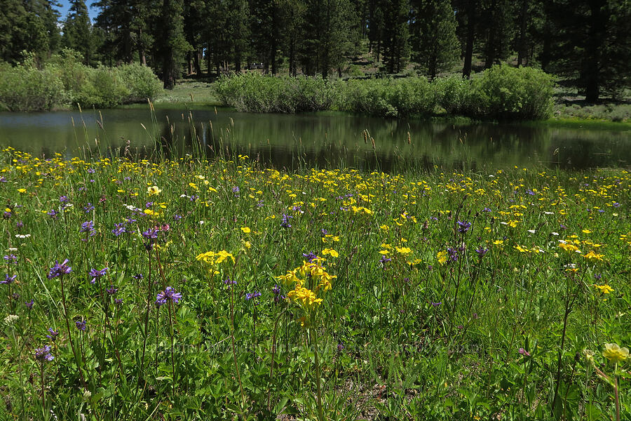 wildflowers [Forest Road 3615-018, Fremont-Winema National Forest, Lake County, Oregon]