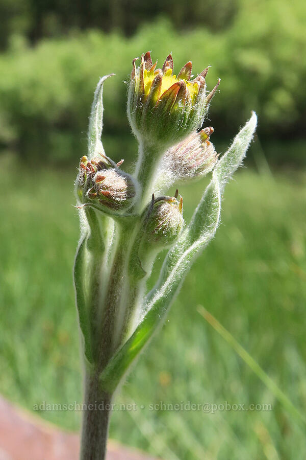 Sonne's arnica, budding (Arnica sonnei (Arnica parryi var. sonnei)) [Forest Road 3615-018, Fremont-Winema National Forest, Lake County, Oregon]