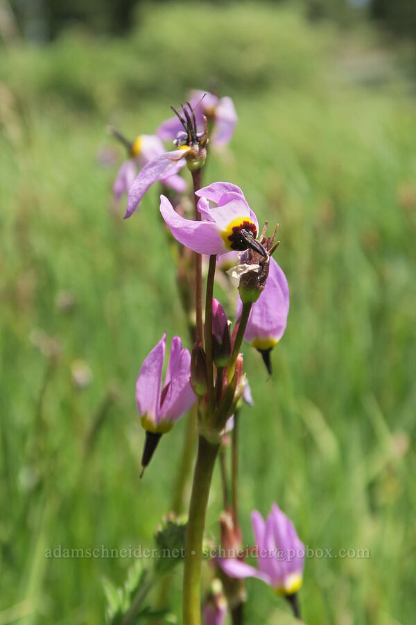 alpine shooting-stars (Dodecatheon alpinum (Primula tetrandra)) [Forest Road 3615-018, Fremont-Winema National Forest, Lake County, Oregon]