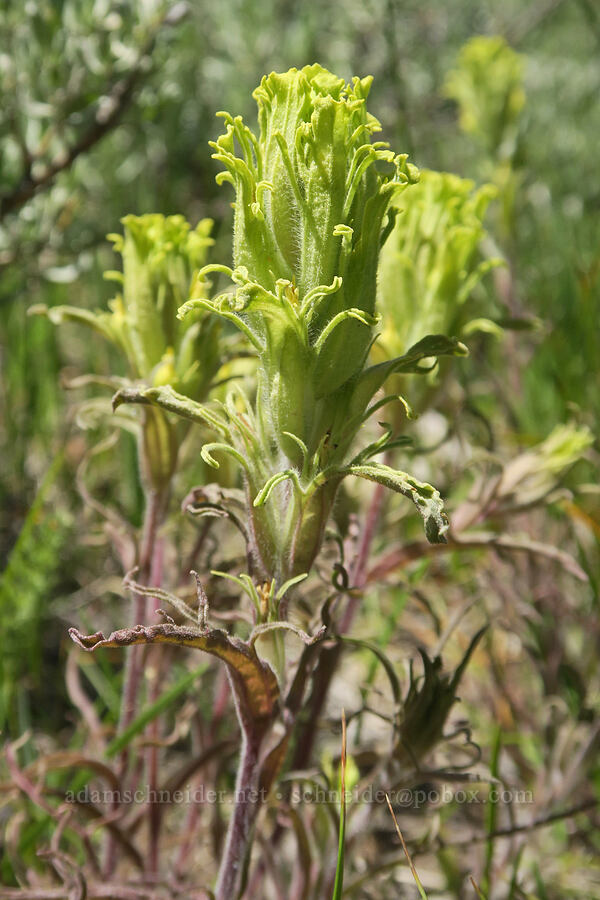 parrot-head paintbrush (Castilleja pilosa var. pilosa) [Forest Road 3615-018, Fremont-Winema National Forest, Lake County, Oregon]