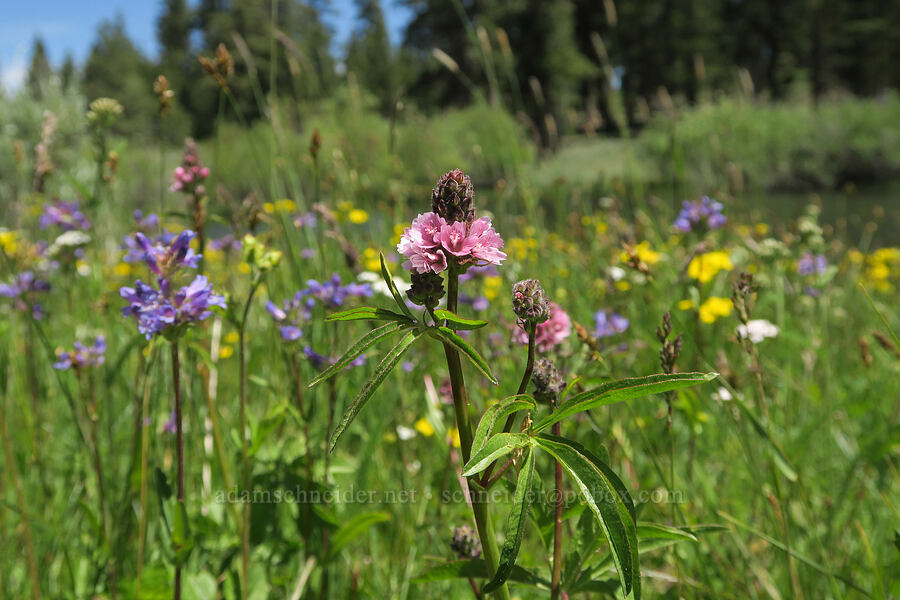 wildflowers [Forest Road 3615-018, Fremont-Winema National Forest, Lake County, Oregon]