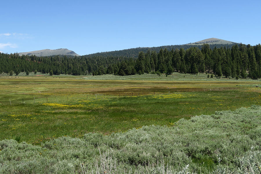 Bull Prairie, Twelvemile Peak, & Light Peak [Forest Road 3615, Fremont-Winema National Forest, Lake County, Oregon]