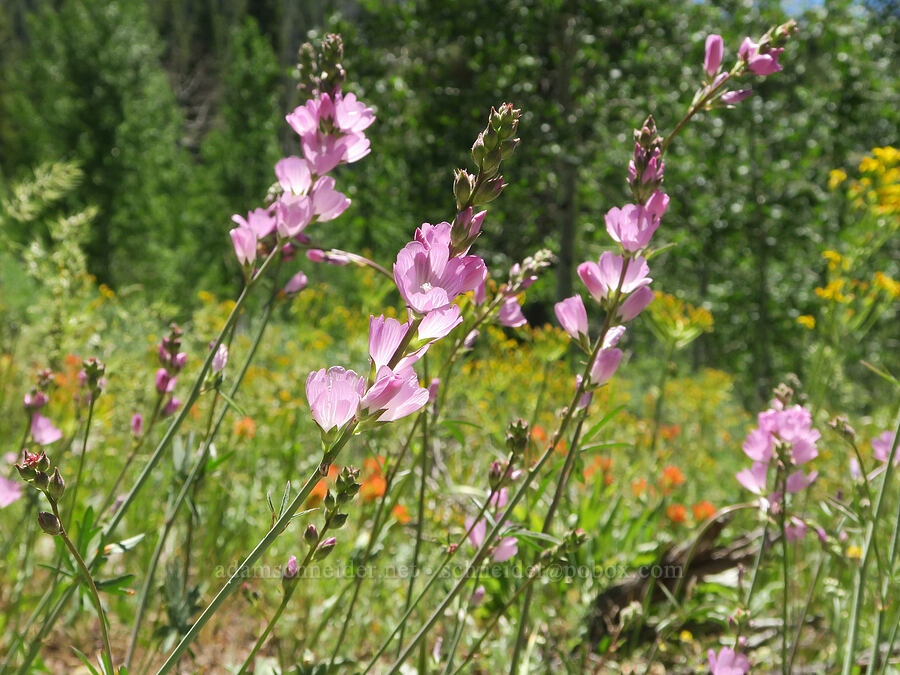 Oregon checker-mallow (Sidalcea oregana) [South Fork Crooked Creek Trailhead, Fremont-Winema National Forest, Lake County, Oregon]