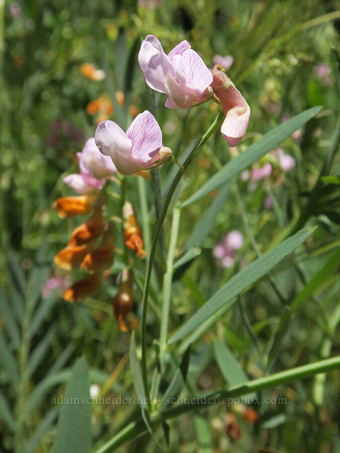 Lanszwert's pea-vine (Lathyrus lanszwertii) [South Fork Crooked Creek Trailhead, Fremont-Winema National Forest, Lake County, Oregon]
