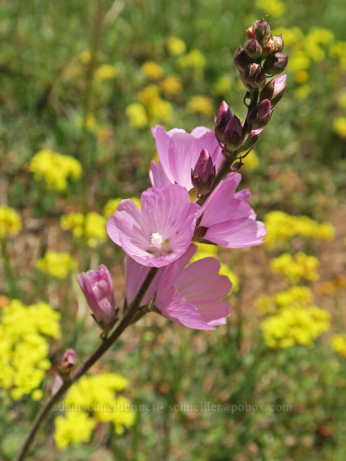 checker-mallow & buckwheat (Sidalcea oregana, Eriogonum umbellatum) [Fremont National Recreation Trail, Fremont-Winema National Forest, Lake County, Oregon]