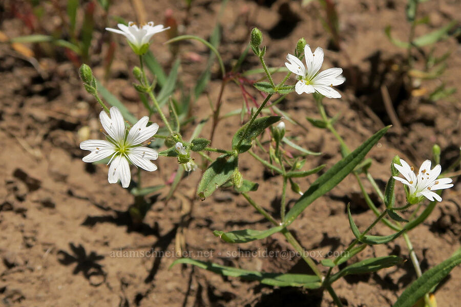 sticky starwort (Pseudostellaria jamesiana (Arenaria jamesiana)) [Fremont National Recreation Trail, Fremont-Winema National Forest, Lake County, Oregon]