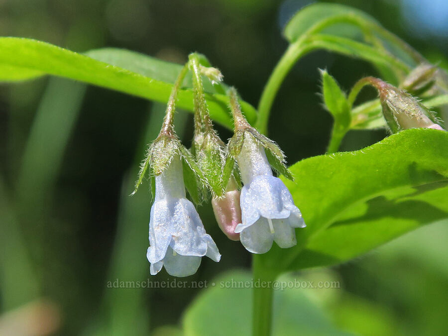 bluebells (Mertensia sp.) [Fremont National Recreation Trail, Fremont-Winema National Forest, Lake County, Oregon]