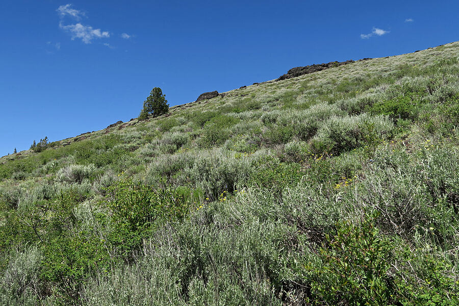 west side of Twelvemile Peak [Fremont National Recreation Trail, Fremont-Winema National Forest, Lake County, Oregon]