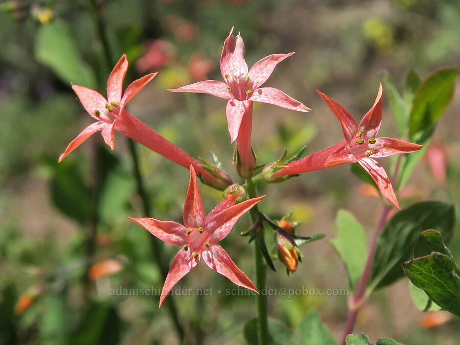 pink scarlet gilia (skyrocket) (Ipomopsis aggregata) [Fremont National Recreation Trail, Fremont-Winema National Forest, Lake County, Oregon]