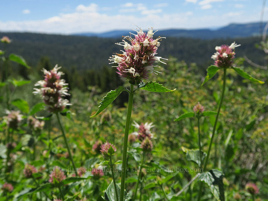 nettle-leaf horse-mint (Agastache urticifolia) [Fremont National Recreation Trail, Fremont-Winema National Forest, Lake County, Oregon]