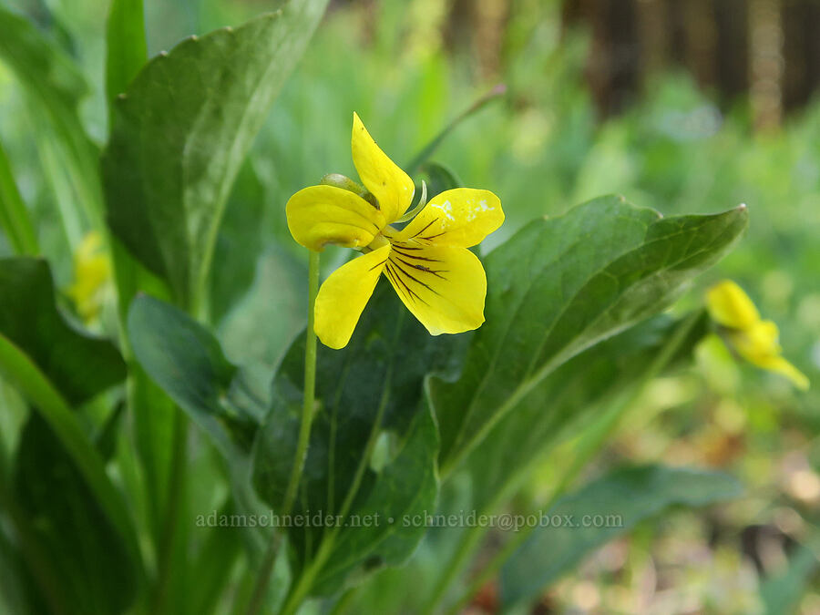 upland yellow violet (Viola praemorsa (Viola nuttallii var. praemorsa)) [Fremont National Recreation Trail, Fremont-Winema National Forest, Lake County, Oregon]