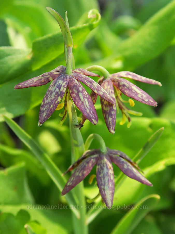 spotted mountain-bells (chocolate lily) (Fritillaria atropurpurea) [Fremont National Recreation Trail, Fremont-Winema National Forest, Lake County, Oregon]