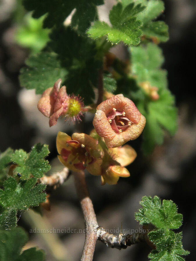 swamp currant (Ribes lacustre) [Twelvemile Peak, Fremont-Winema National Forest, Lake County, Oregon]
