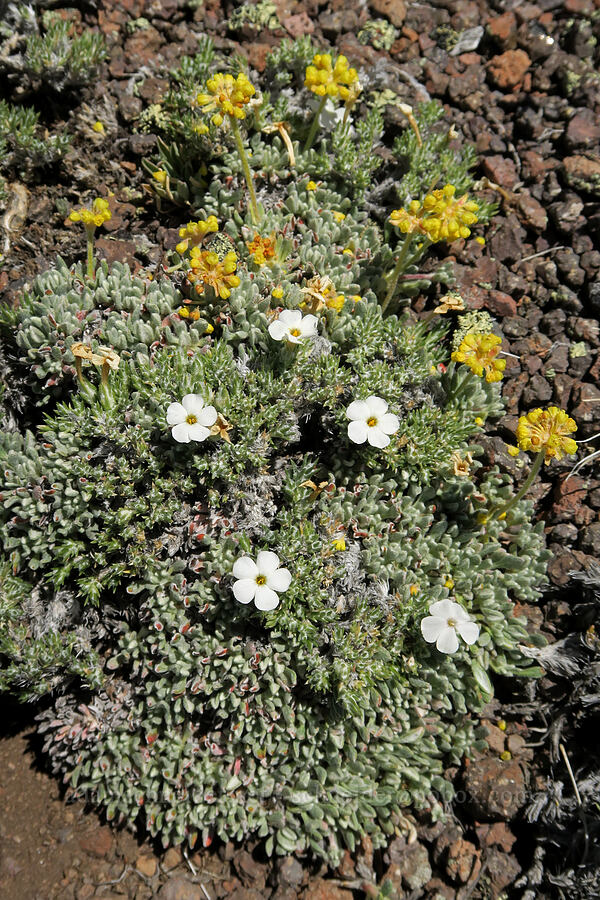 moss phlox & matted buckwheat (Phlox muscoides (Phlox hoodii ssp. muscoides), Eriogonum caespitosum (Eriogonum cespitosum)) [Twelvemile Peak, Fremont-Winema National Forest, Lake County, Oregon]