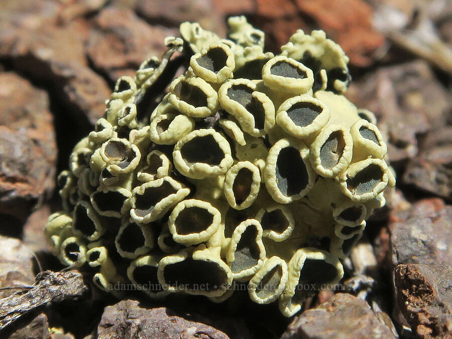 green rock-posy lichen (Rhizoplaca melanophthalma) [Twelvemile Peak, Fremont-Winema National Forest, Lake County, Oregon]