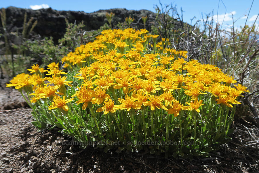 stemless goldenweed (Stenotus acaulis (Haplopappus acaulis)) [Twelvemile Peak, Fremont-Winema National Forest, Lake County, Oregon]