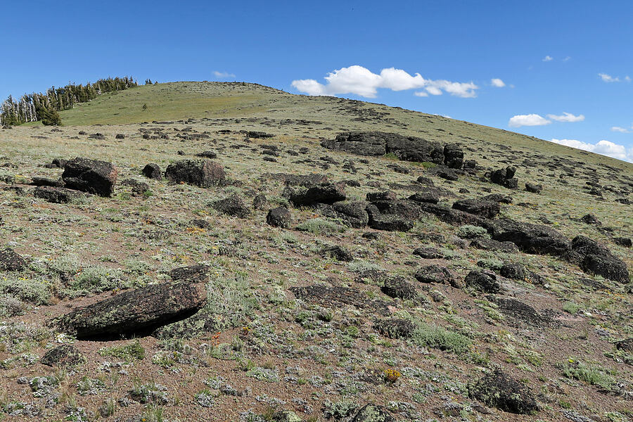 Twelvemile Peak's north ridge [Twelvemile Peak, Fremont-Winema National Forest, Lake County, Oregon]