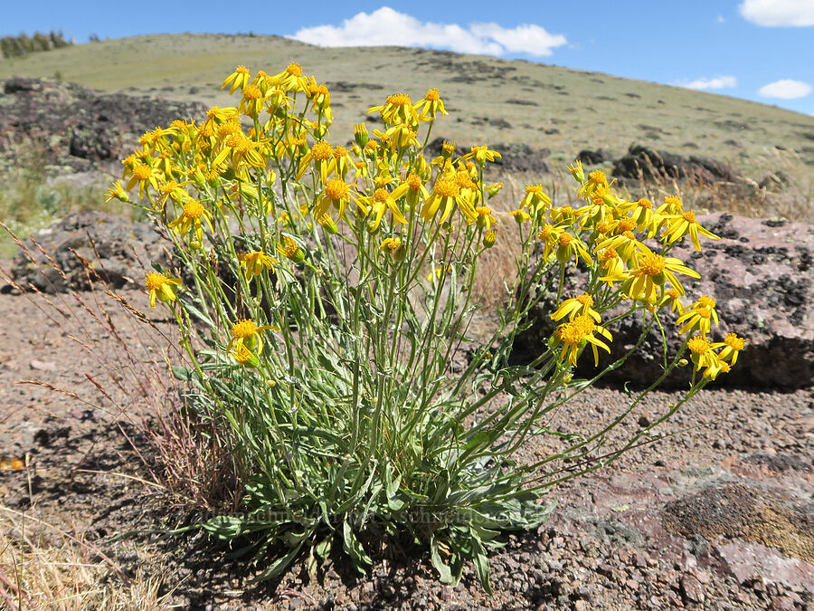 woolly groundsel (Packera cana (Senecio canus)) [Twelvemile Peak, Fremont-Winema National Forest, Lake County, Oregon]
