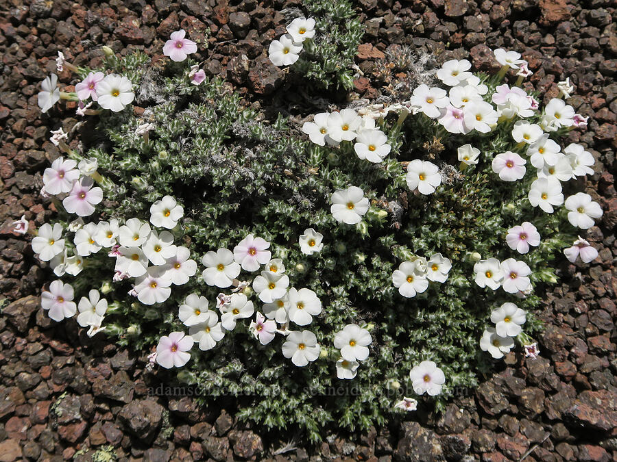 moss phlox (Phlox muscoides (Phlox hoodii ssp. muscoides)) [Twelvemile Peak, Fremont-Winema National Forest, Lake County, Oregon]