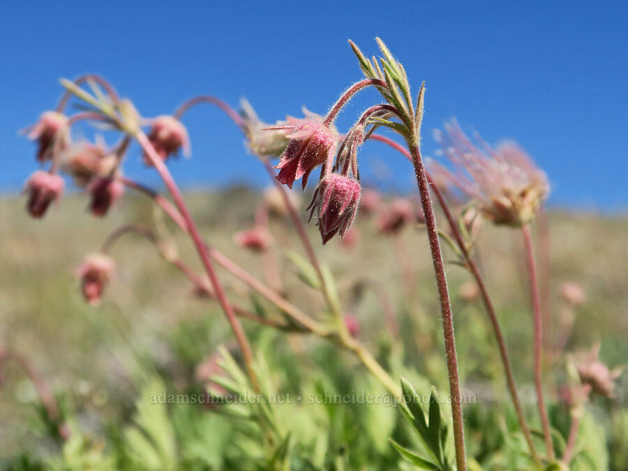 prairie smoke (Geum triflorum) [Twelvemile Peak, Fremont-Winema National Forest, Lake County, Oregon]