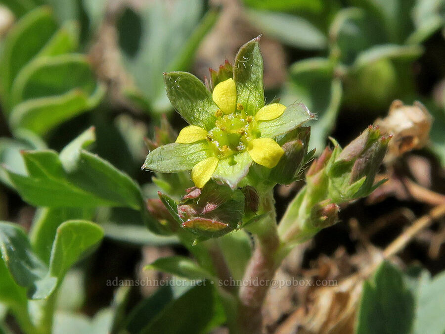 creeping sibbaldia (Sibbaldia procumbens (Potentilla sibbaldii)) [Twelvemile Peak, Fremont-Winema National Forest, Lake County, Oregon]