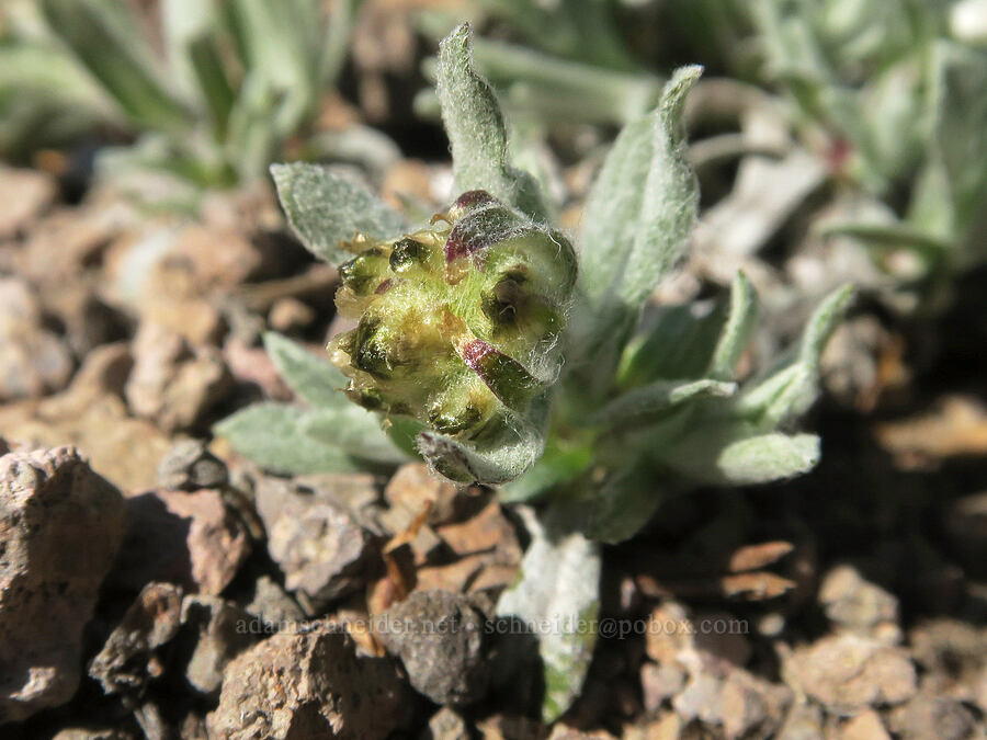 low pussy-toes, budding (Antennaria dimorpha) [Twelvemile Peak, Fremont-Winema National Forest, Lake County, Oregon]