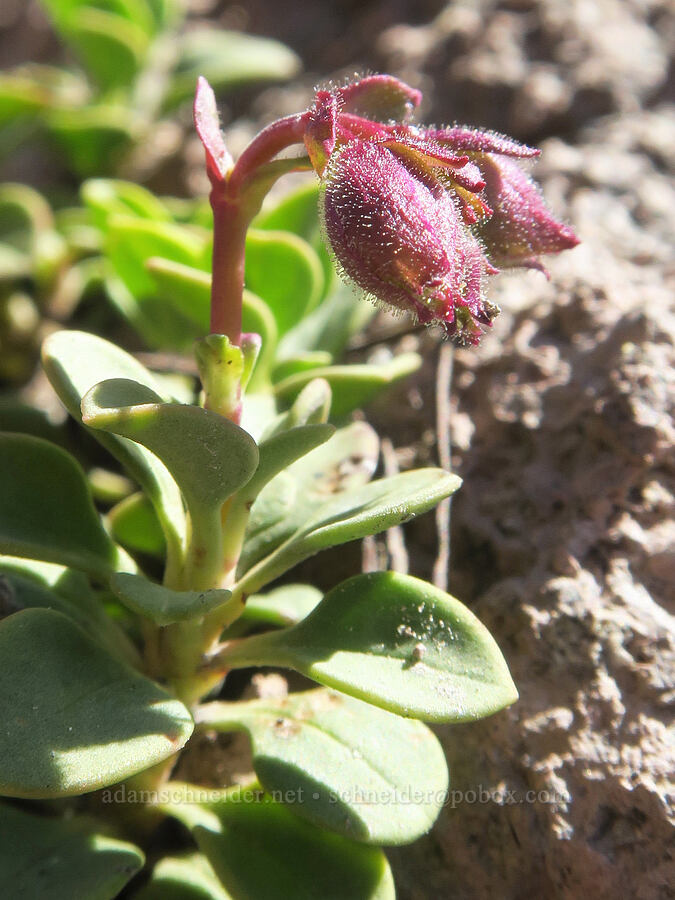 Davidson's penstemon, budding (Penstemon davidsonii) [Twelvemile Peak, Fremont-Winema National Forest, Lake County, Oregon]