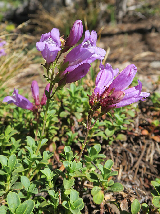 Davidson's penstemon (Penstemon davidsonii) [Twelvemile Peak, Fremont-Winema National Forest, Lake County, Oregon]