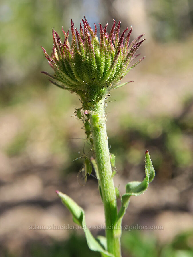 subalpine fleabane, budding (Erigeron glacialis var. glacialis) [Twelvemile Peak, Fremont-Winema National Forest, Lake County, Oregon]
