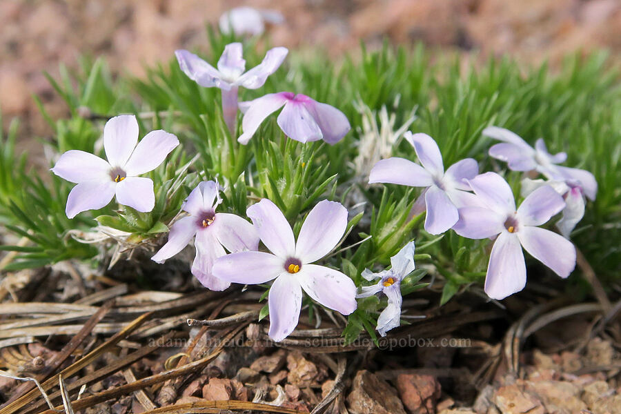 spreading phlox (Phlox diffusa) [Twelvemile Peak, Fremont-Winema National Forest, Lake County, Oregon]