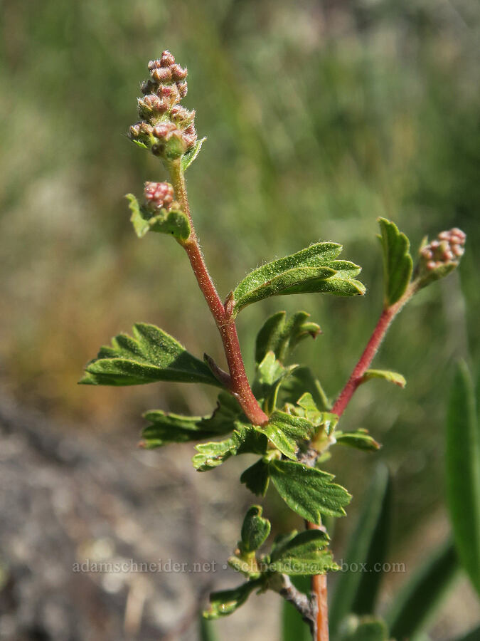 ocean-spray (rock spiraea) (Holodiscus microphyllus var. glabrescens (Holodiscus discolor var. glabrescens)) [Twelvemile Peak, Fremont-Winema National Forest, Lake County, Oregon]