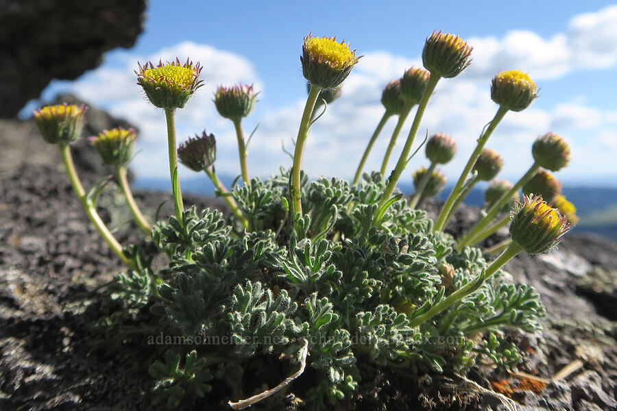 rayless cut-leaf fleabane (Erigeron compositus) [Twelvemile Peak, Fremont-Winema National Forest, Lake County, Oregon]