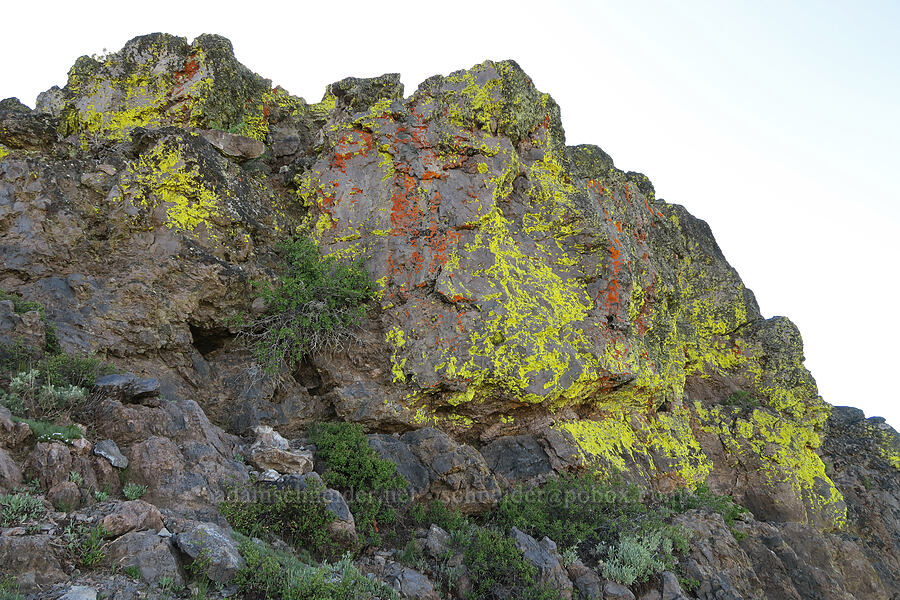 lichen on the summit block [Twelvemile Peak, Fremont-Winema National Forest, Lake County, Oregon]