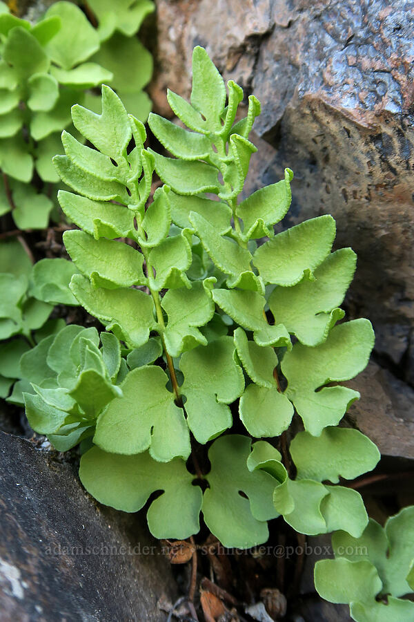 Brewer's cliff-brake fern (Pellaea breweri) [Twelvemile Peak, Fremont-Winema National Forest, Lake County, Oregon]